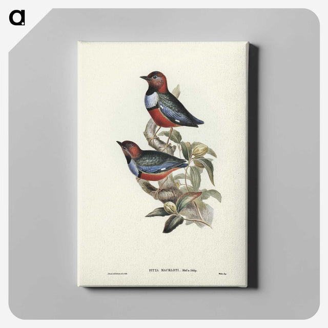 2-45_John-Gould_canvas