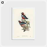 アートポストカード-Macklot's Pitta
 - ジョン グールド Postcard.