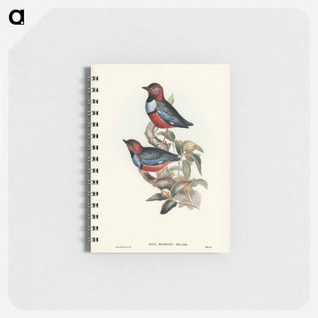 Macklot's Pitta
 - ジョン グールド Memo.