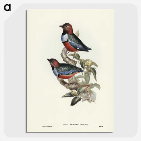 2-45_John-Gould_picture-crop