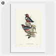 2-45_John-Gould_picture