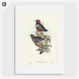 2-45_John-Gould_picture