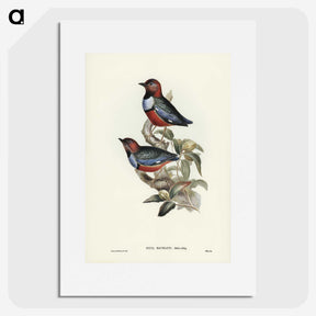 2-45_John-Gould_picture