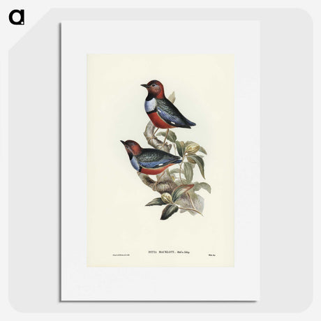 2-45_John-Gould_picture