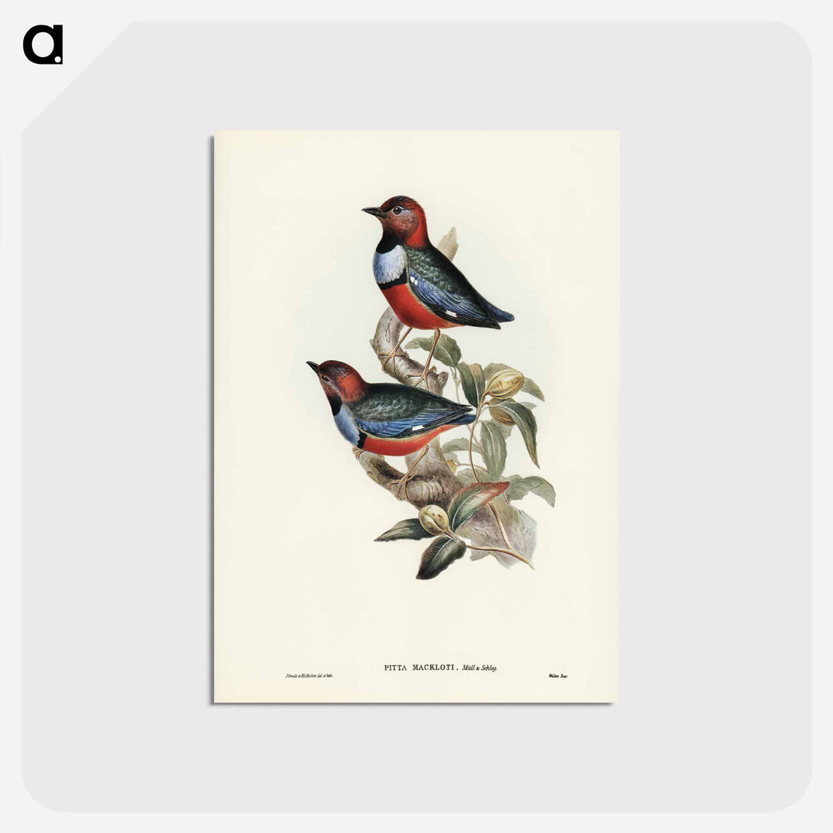 アートポストカード-Macklot's Pitta
 - ジョン グールド Postcard.