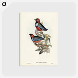 アートポストカード-Macklot's Pitta
 - ジョン グールド Postcard.