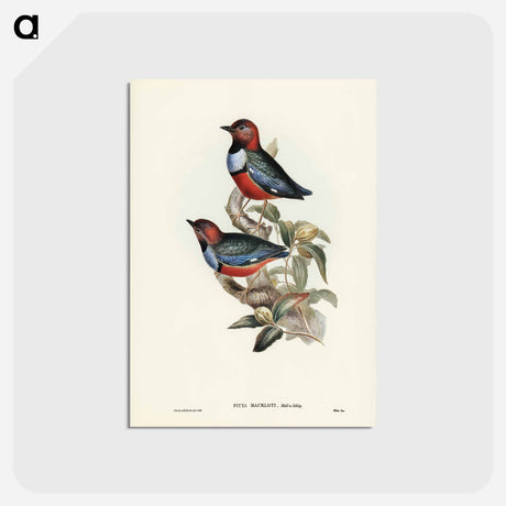 アートポストカード-Macklot's Pitta
 - ジョン グールド Postcard.