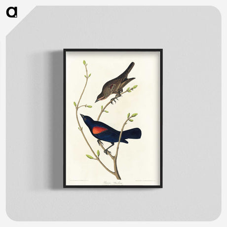 2-45_John-James-Audubon_blk-crop