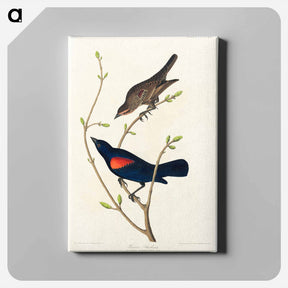 アートパネル-Prairie Starling
 - ジョン ジェームス オーデュボン Canvas.