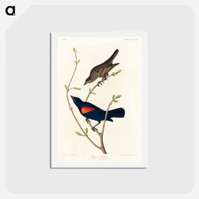 アートポストカード-Prairie Starling
 - ジョン ジェームス オーデュボン Postcard.