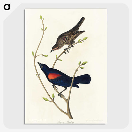 2-45_John-James-Audubon_picture-crop