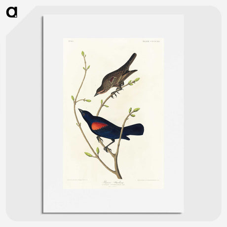 2-45_John-James-Audubon_picture