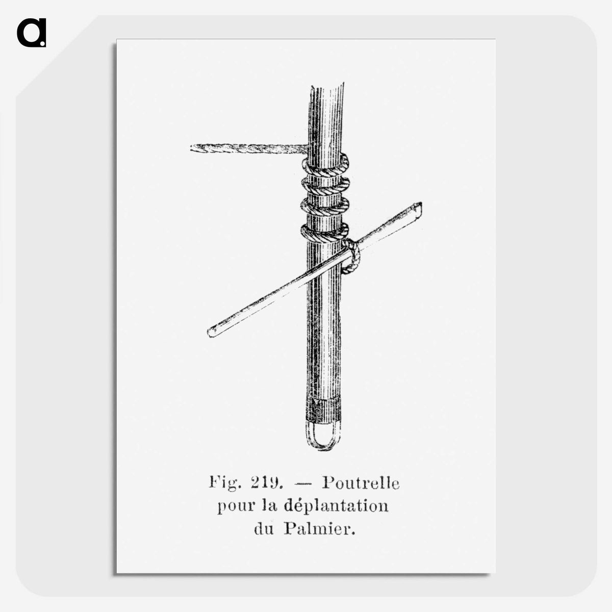2-45_Les-Palmiers-Histoire-Iconographique_picture-crop