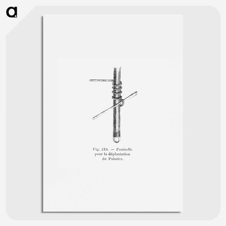 2-45_Les-Palmiers-Histoire-Iconographique_picture