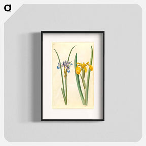 アートポスター-Iris graminea and Iris pseudacorus
 - マリア ジビーラ メーリアン Poster.