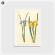 アートポストカード-Iris graminea and Iris pseudacorus
 - マリア ジビーラ メーリアン Postcard.