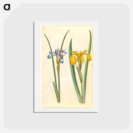 アートポストカード-Iris graminea and Iris pseudacorus
 - マリア ジビーラ メーリアン Postcard.