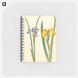 アートメモ帳-Iris graminea and Iris pseudacorus
 - マリア ジビーラ メーリアン Memo.