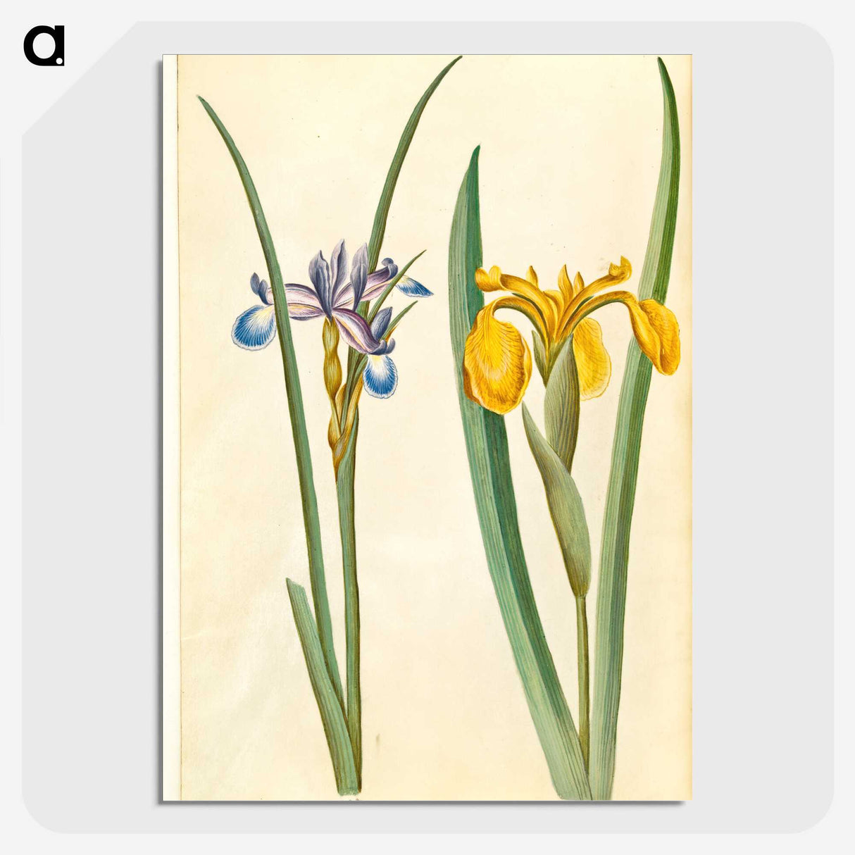2-45_Maria-Sibylla-Merian_picture-crop
