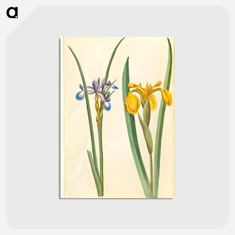 アートポストカード-Iris graminea and Iris pseudacorus
 - マリア ジビーラ メーリアン Postcard.