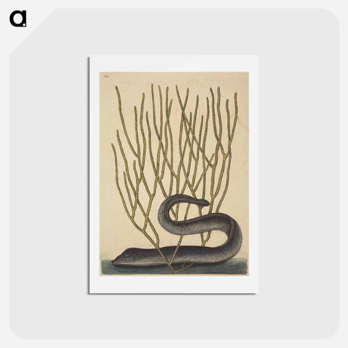 The Black Muray
 - Mark Catesby Postcard.