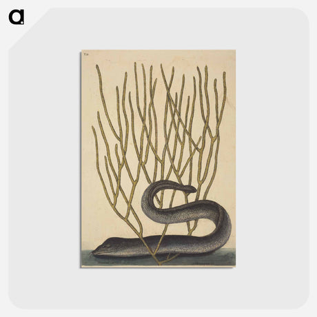 アートポストカード-The Black Muray
 - マーク ケイツビー Postcard.