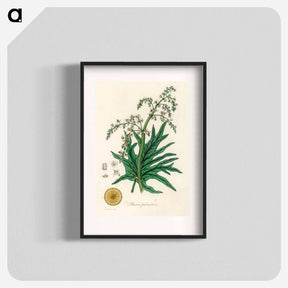 アートポスター-Rheum palmatum
 - 薬用植物学 Poster.