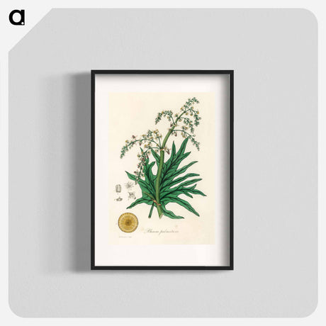 アートポスター-Rheum palmatum
 - 薬用植物学 Poster.