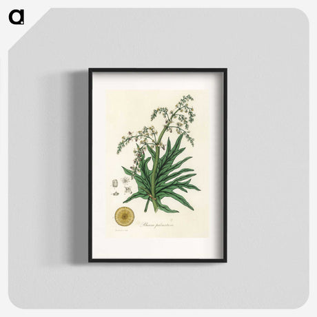 2-45_Medical-Botany_blk