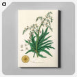 アートパネル-Rheum palmatum
 - 薬用植物学 Canvas.