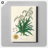 アートパネル-Rheum palmatum
 - 薬用植物学 Canvas.