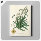 2-45_Medical-Botany_canvas