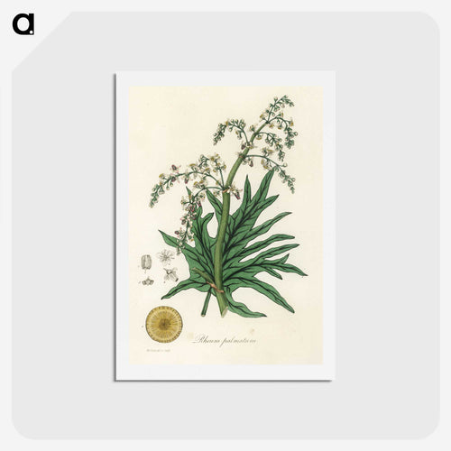 薬用植物誌：掌状大黄 - 薬用植物学 Postcard.
