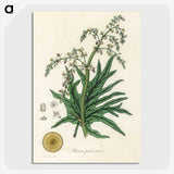 2-45_Medical-Botany_picture-crop