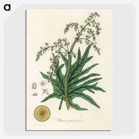 2-45_Medical-Botany_picture-crop