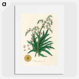 アートポスター-Rheum palmatum
 - 薬用植物学 Poster.