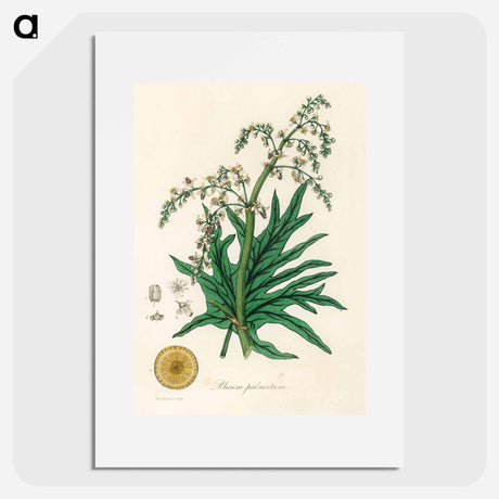 アートポスター-Rheum palmatum
 - 薬用植物学 Poster.