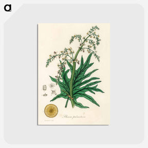 アートポストカード-Rheum palmatum
 - 薬用植物学 Postcard.