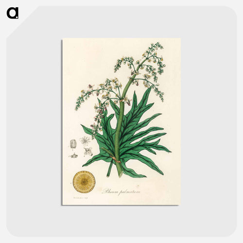 Rheum palmatum
 - Medicinal Botany Postcard.