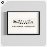 2-45_Moths-and-Butterflies-of-the-United-States_blk