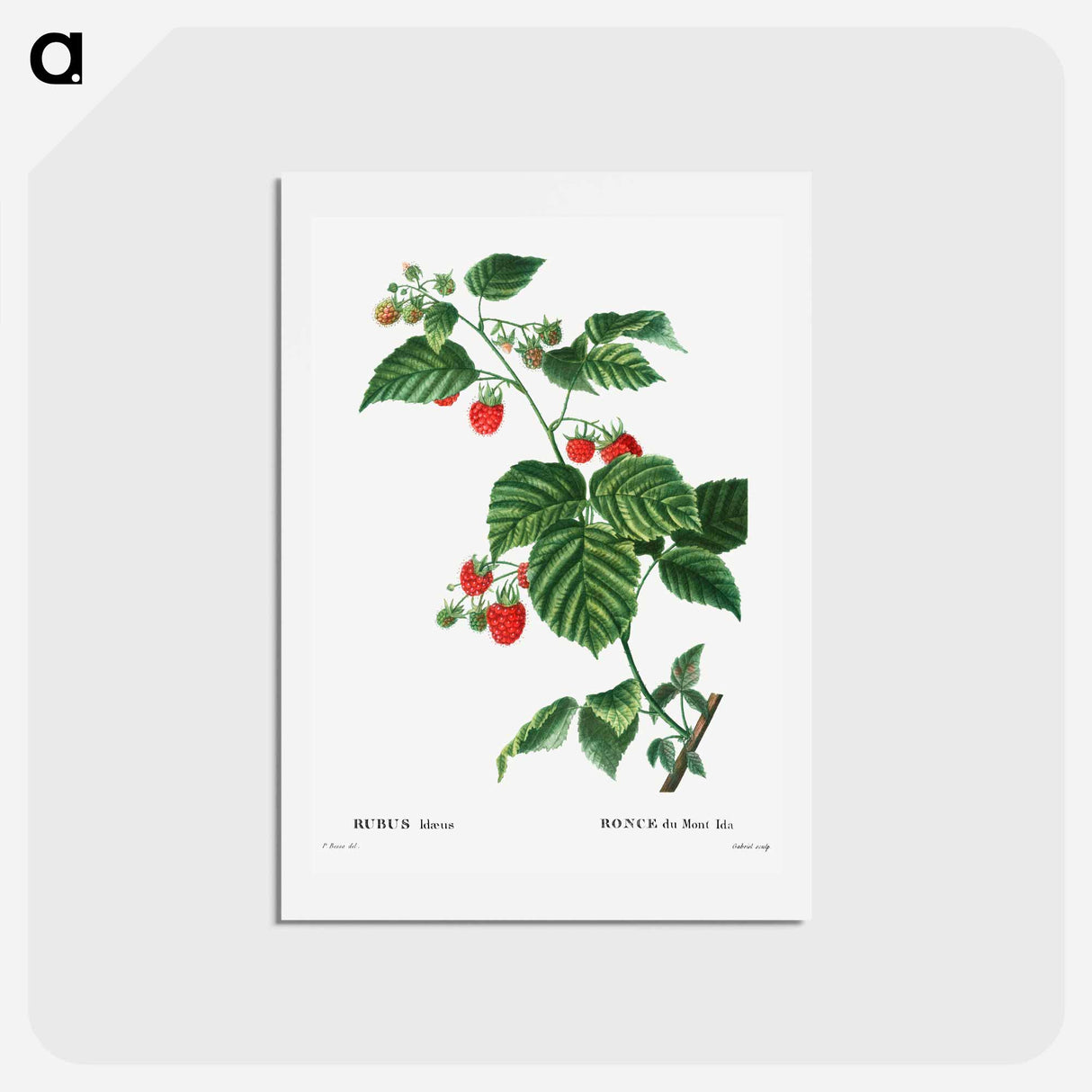 アートポストカード-European Raspberry - ピエール ジョゼフ ルドゥーテ Postcard.
