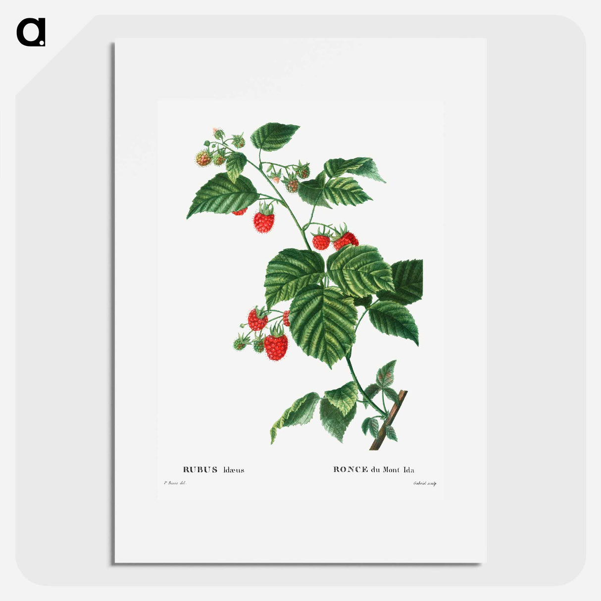 European Raspberry - Pierre Joseph Redouté Poster.