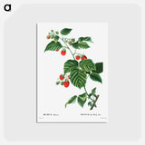 アートポストカード-European Raspberry - ピエール ジョゼフ ルドゥーテ Postcard.