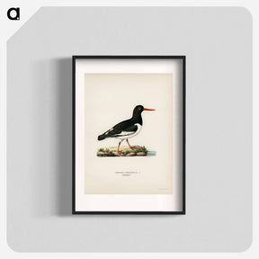 アートポスター-Eurasian Oystercatcher
 - スヴェンスカ フォグラル Poster.