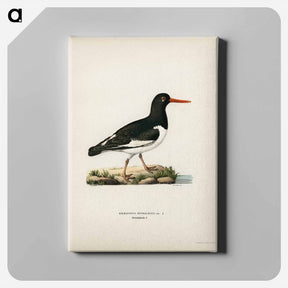 アートパネル-Eurasian Oystercatcher
 - スヴェンスカ フォグラル Canvas.