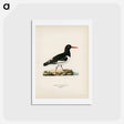 アートポストカード-Eurasian Oystercatcher
 - スヴェンスカ フォグラル Postcard.