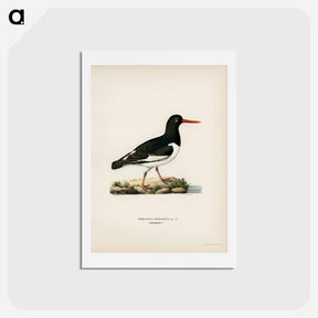 アートポストカード-Eurasian Oystercatcher
 - スヴェンスカ フォグラル Postcard.