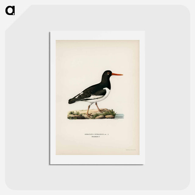 アートポストカード-Eurasian Oystercatcher
 - スヴェンスカ フォグラル Postcard.
