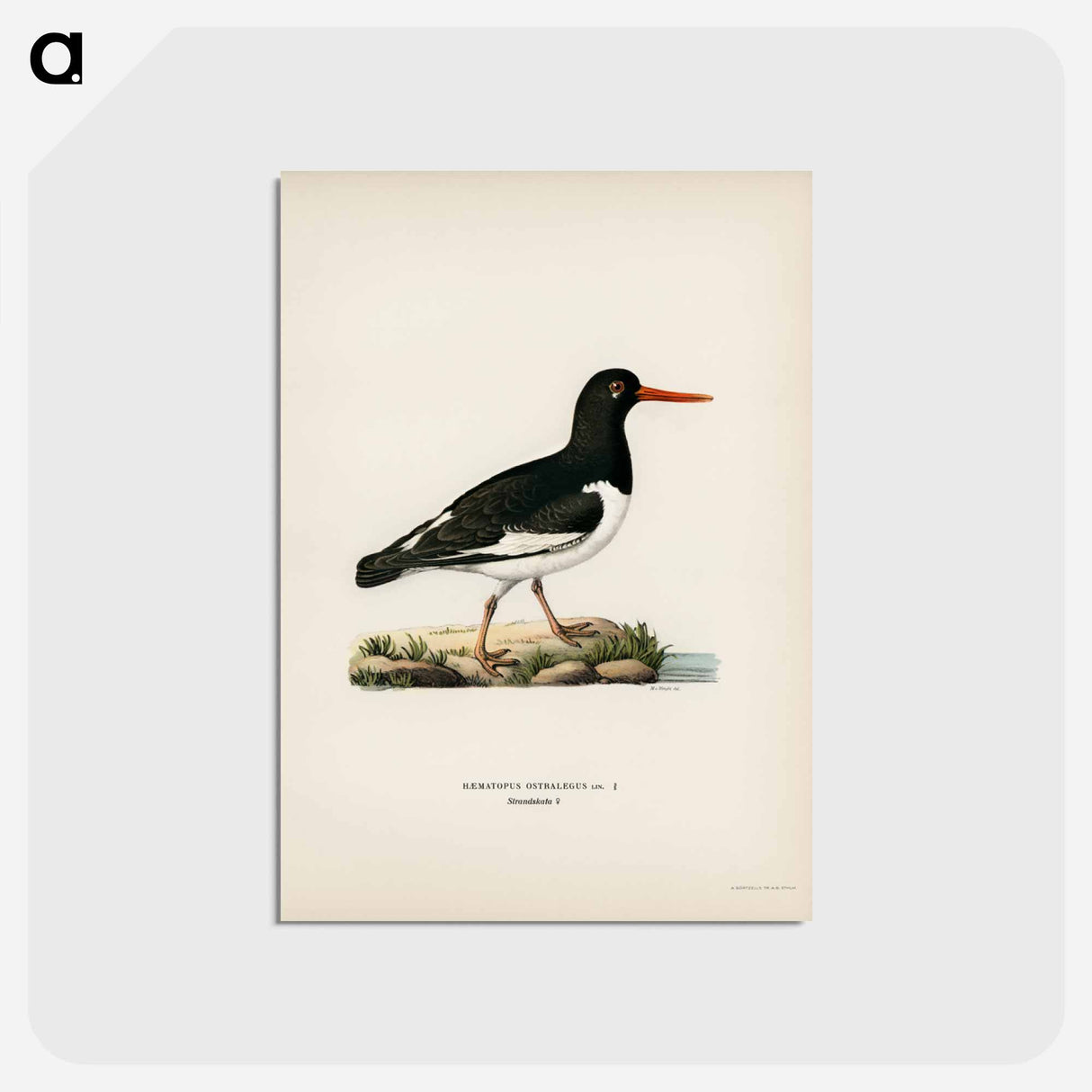 アートポストカード-Eurasian Oystercatcher
 - スヴェンスカ フォグラル Postcard.