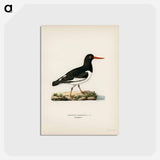 アートポストカード-Eurasian Oystercatcher
 - スヴェンスカ フォグラル Postcard.